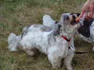 Sunday morning leash lesson 3