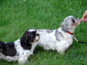 Sunday morning leash lesson 4