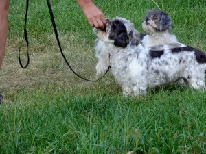 Sunday morning leash lesson 5