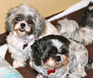 two female shih tzus in a dog bed