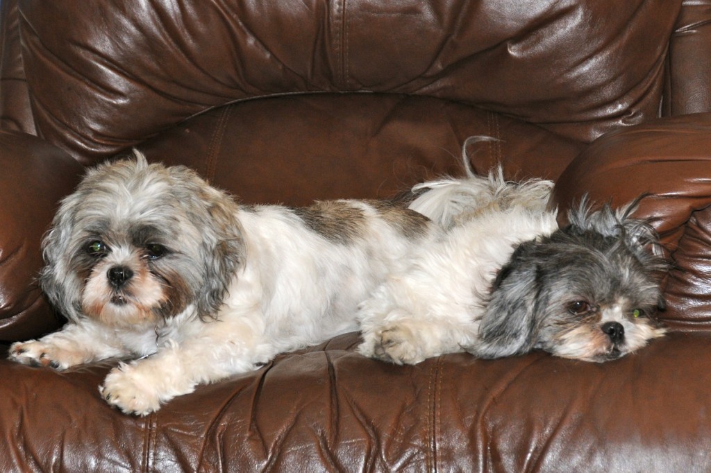 Look Mom! Don't we look like a two-headed shih tzu?