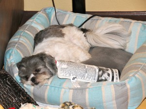 shih tzu with a newspaper toy.