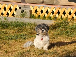 Shih tzu in front of a shed.