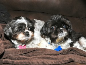 two shih tzus on a couch