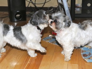 two shih tzus