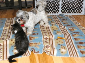 shih tzu and kitty