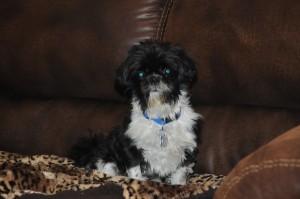 black and white shih tzu on couch