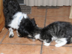 a tabby cat and shih tzu drinking out of same bowl