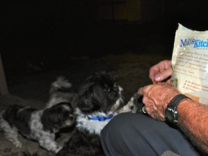 shih tzu waiting for treat