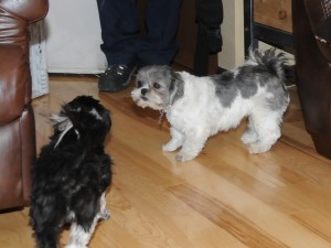 Shih tzu face off