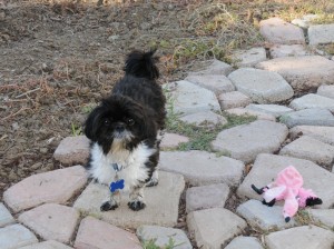 shih tzu and pink bird toy