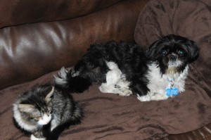tabby cat and shih tzu on couch
