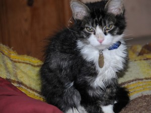 grey and white tabby on bed