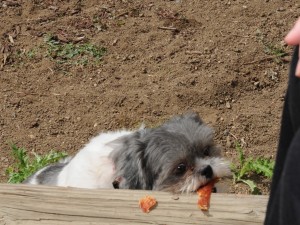 shih tzu getting jerky from porch