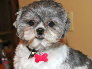 shih tzu up close