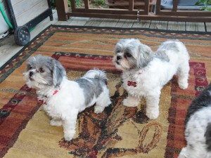 Me and Flower wait for the Treat Man to give us a goodie. 