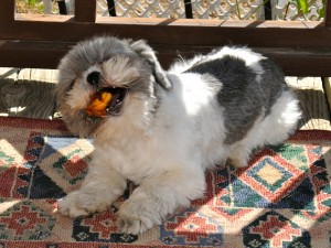 shih tzu with apple treat in her mouth