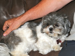 shih tzu on a couch