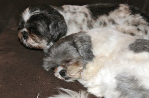 two shih tzus on a couch