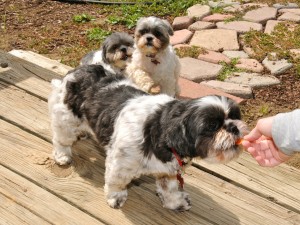 two shih tzus watch another get a treat.