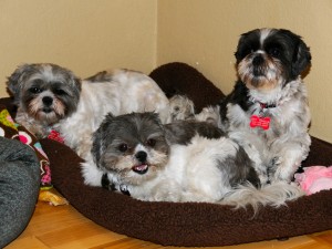 three shih tzus on a large dog bed.