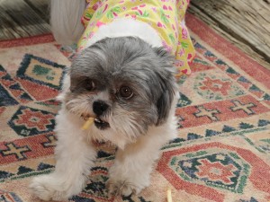 shih tzu in yellow dress with french fry in her mouth