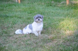 shih tzu on grass