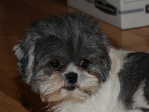 shih tzu with silly haircut.