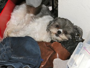 shih tzu hiding in closet.