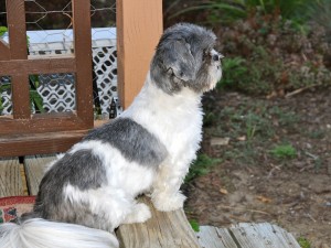 shih tzu on porch