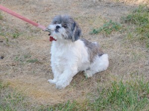 untrained shih tzu on a leash.