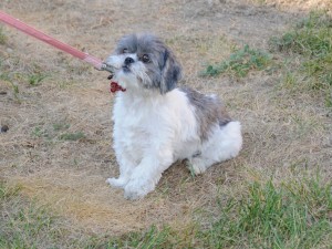 untrained shih tzu on a leash.