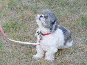 untrained shih tzu on a leash.