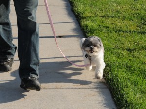 shih tzu being trained on a leash.