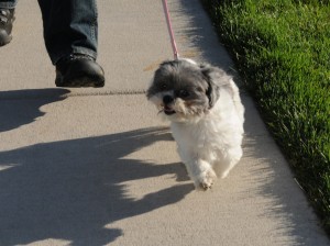 shih tzu being trained on leash.