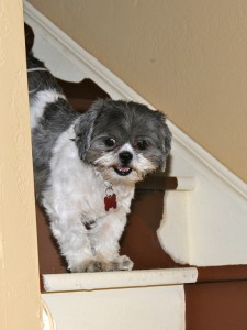 shih tzu on stairs.