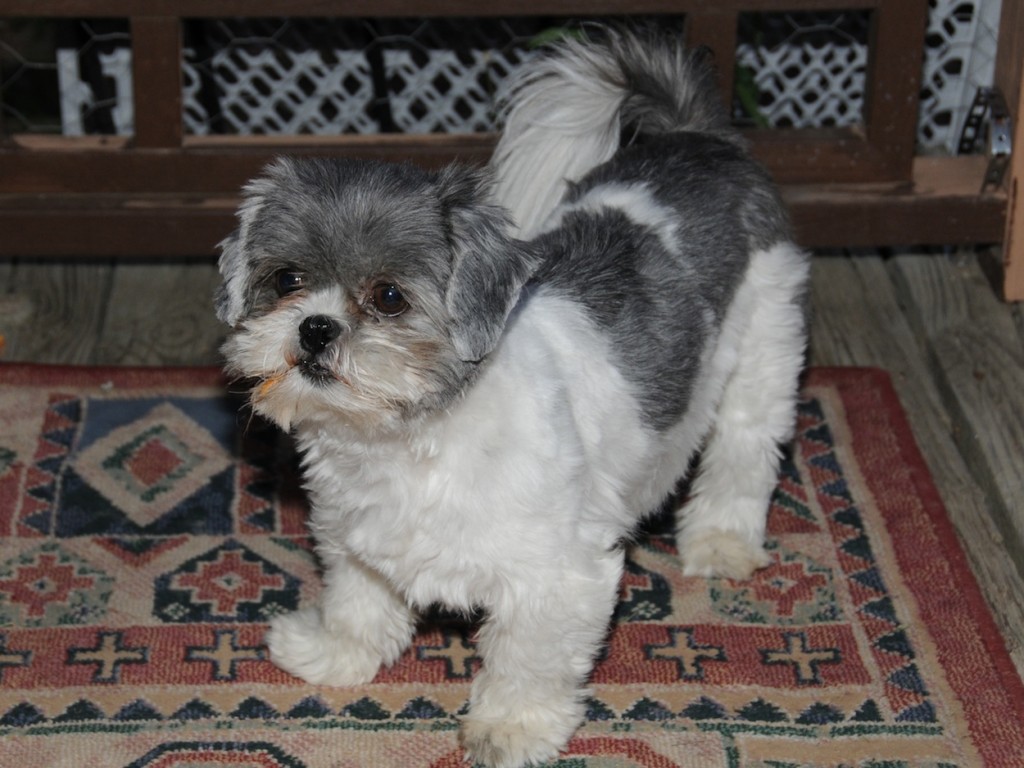 shih tzu on carpet