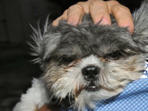 shih tzu with squished face.