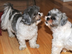 two shih tzu half sisters