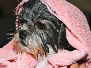 shih tzu with towel on her head