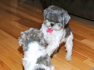 shih tzu sisters