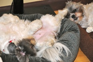 Shih tzu upside down on dog bed.
