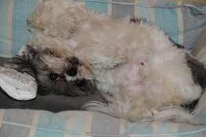 shih tzu upside down in dog bed