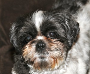 closeup of a shih tzu