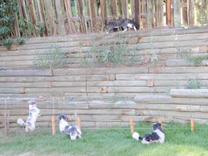 three shih tzus chase a cat away.