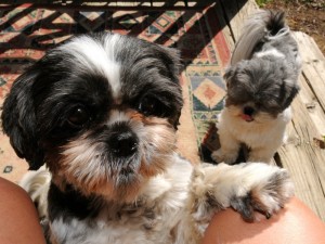 two shih tzus