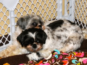 two shih tzus close together