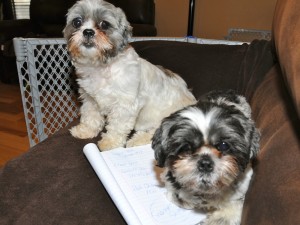 two shih tzus on a couch