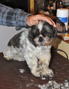 shih tzu on a makeshift grooming table