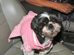 shih tzu in pink dress in car seat
